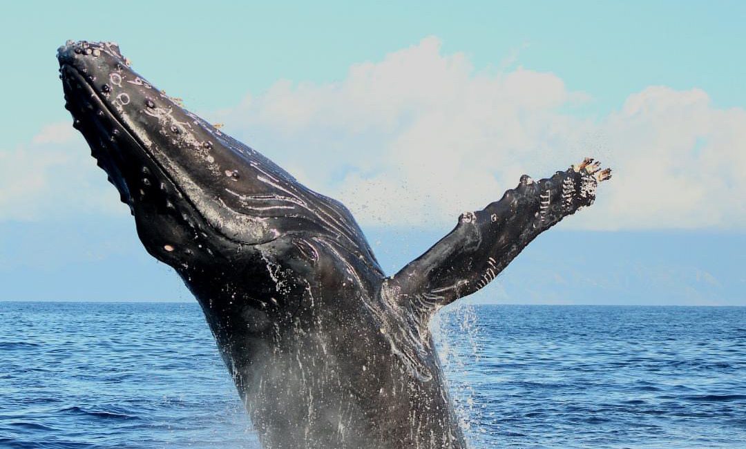 Photo of whale breaching in Maui, Hawaii