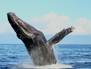 Photo of whale breaching in Maui, Hawaii