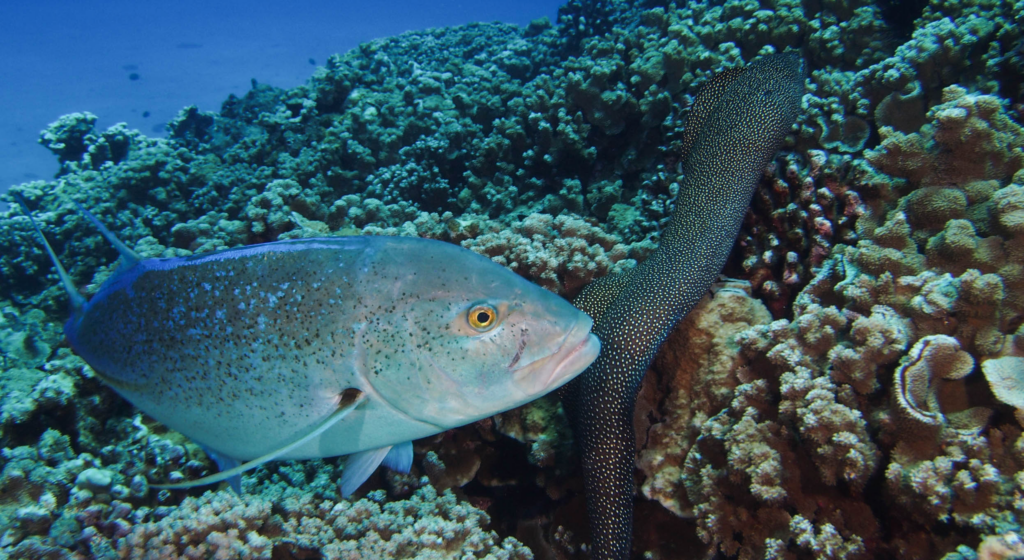Fish and eel underwater
